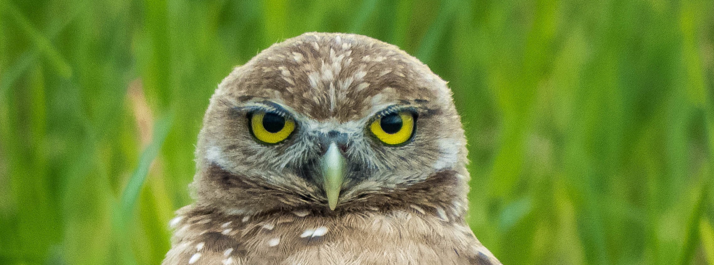 patrick-smith-rolccEBRHKk-unsplash